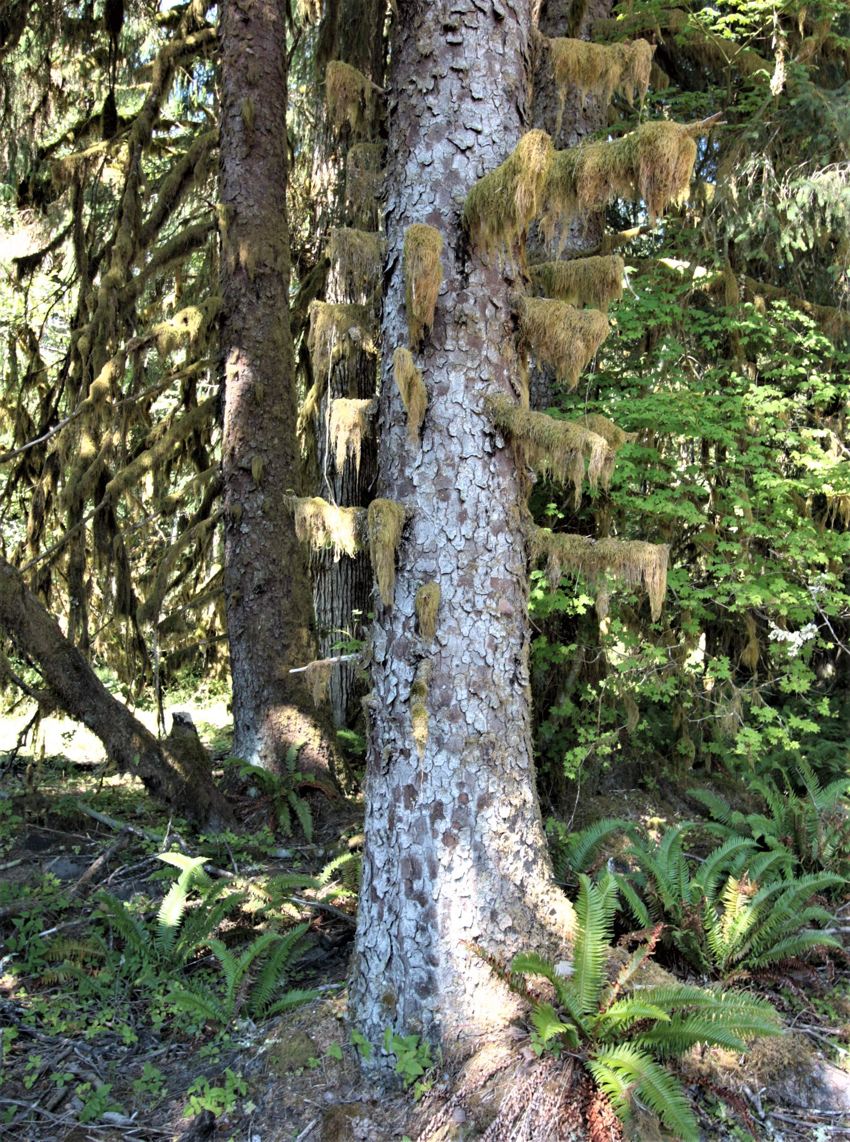 Olympic NP